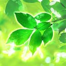 みんなの電話占いの心ノ羽(コノハ)先生のアイコン画像