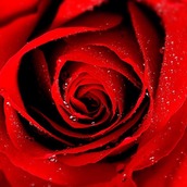 電話占いココナラのspecialrose(ローズ)先生のアイコン画像