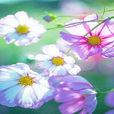 電話占いティユールの美桜奈(みおな)先生のアイコン画像