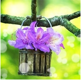 電話占いリエルの早花(はやか)先生のアイコン画像