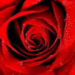 specialrose(ローズ)先生のアイコン画像